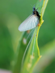 Ephemeroptera