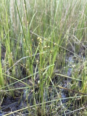 Juncus brachycephalus