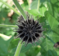 Abutilon theophrasti