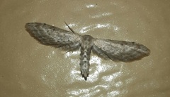 Euacidalia brownsvillea