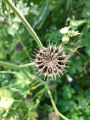 Abutilon theophrasti
