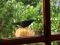 Chalcomitra amethystina