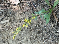Solidago arguta