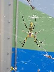 Trichonephila clavata