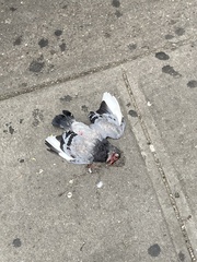 Columba livia domestica