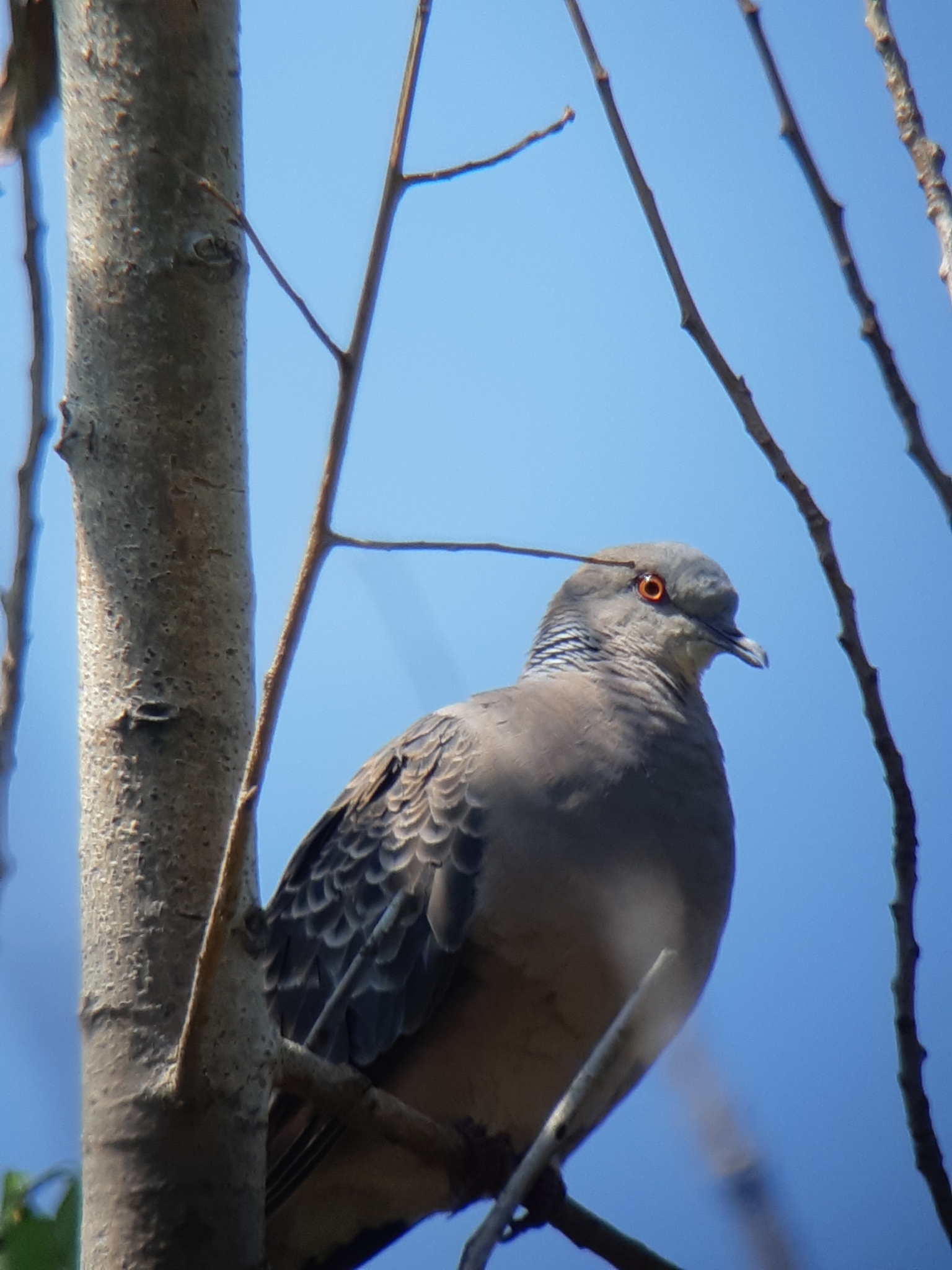Oriental Turtle Dove