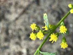 Solidago arguta