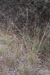 Nassella lepida