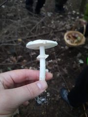 Amanita bisporigera