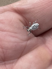 Myllocerus undecimpustulatus