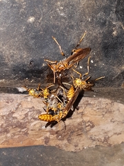 Polistes jokahamae