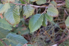 Alnus incana