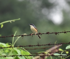 Prinia socialis