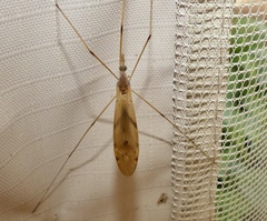 Tipula ultima
