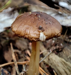 Pluteus romellii