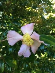 Camellia sasanqua