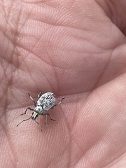 Myllocerus undecimpustulatus