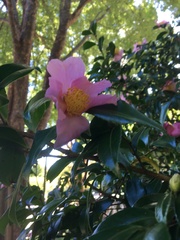 Camellia sasanqua