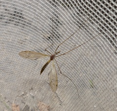 Tipula ultima