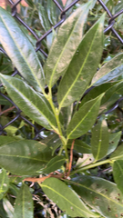 Prunus laurocerasus