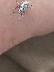 Myllocerus undecimpustulatus