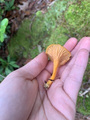 Craterellus ignicolor