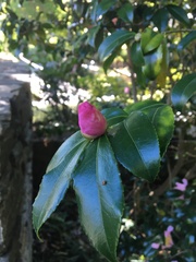 Camellia sasanqua