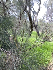 Allocasuarina humilis