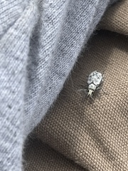 Myllocerus undecimpustulatus