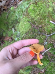 Craterellus ignicolor