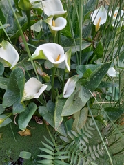 Zantedeschia