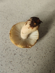 Russula ochroleuca