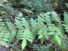 Wisteria sinensis