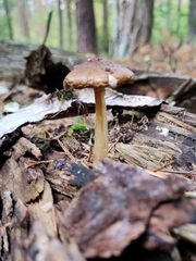 Pluteus romellii