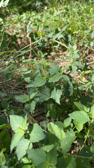 Acalypha phleoides