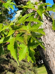 Acer saccharinum