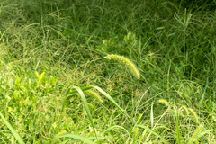 Setaria verticillata