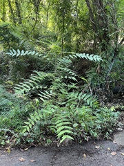 Wisteria sinensis