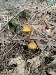 Cortinarius semisanguineus