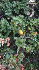 Quercus coccifera