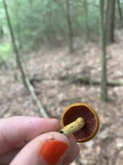 Cortinarius semisanguineus