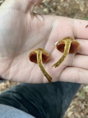 Cortinarius semisanguineus