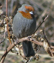 Poospiza baeri