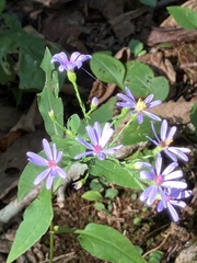 Symphyotrichum shortii
