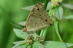 Junonia orithya wallacei