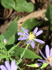 Symphyotrichum shortii