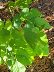 Fraxinus pennsylvanica
