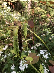 Agastache nepetoides