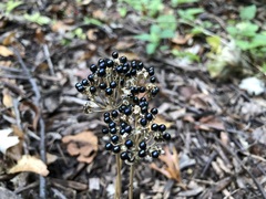 Allium tricoccum
