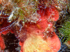 Thysanozoon brocchii